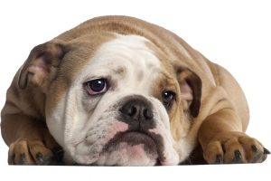ask english bulldog cherry eye causes symptoms and treatment options