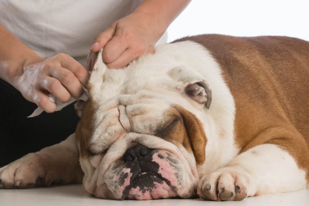 English Bulldog Ear Infection Causes, Symptoms, and Treatment