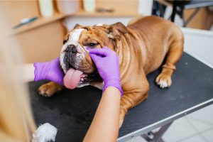 askvenglishvbulldogvhow to keep your english bulldogs wrinkles clean and healthy
