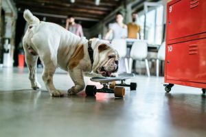 ask english bulldog how to train an english bulldog to ride a skateboard