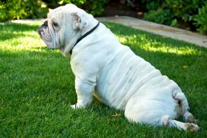 ask english bulldog tail pocket a unique feature with health implications 
