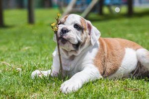 ask english bulldog ten common english bulldog health issues