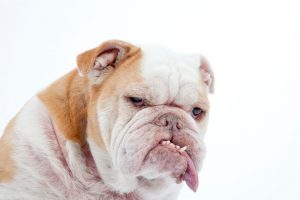 ask english bulldog the truth about english bulldog aggression expert insights