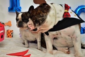 ask english bulldog vs french bulldog what are the differences