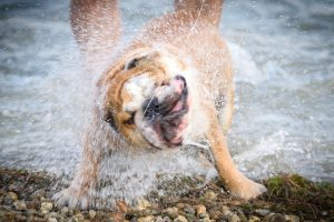 ask english bulldogs smell how to keep your furry friend fresh and clean