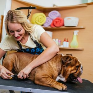 english bulldog shedding ask english bulldog