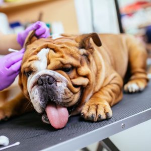 english bulldog shedding ask english bulldog