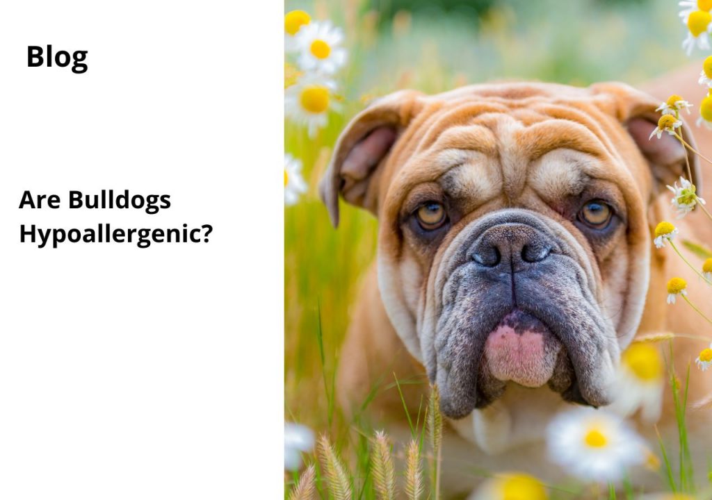 ask english bulldog are bulldogs hypoallergenic