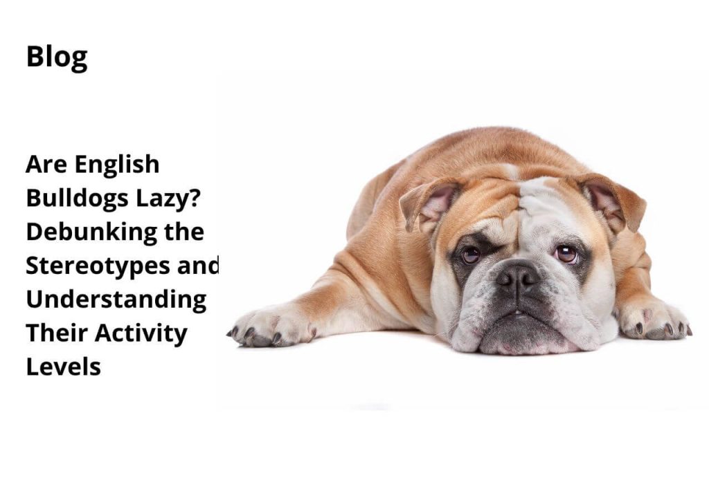 ask english bulldog are english bulldogs lazy