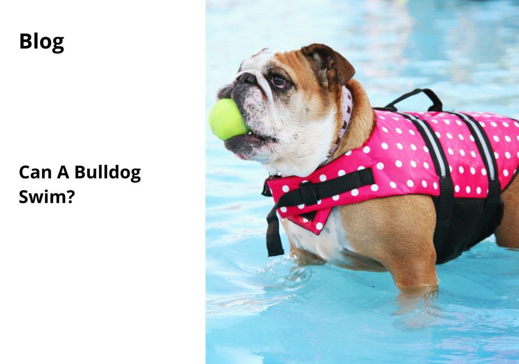 ask english bulldog can a bulldog swim