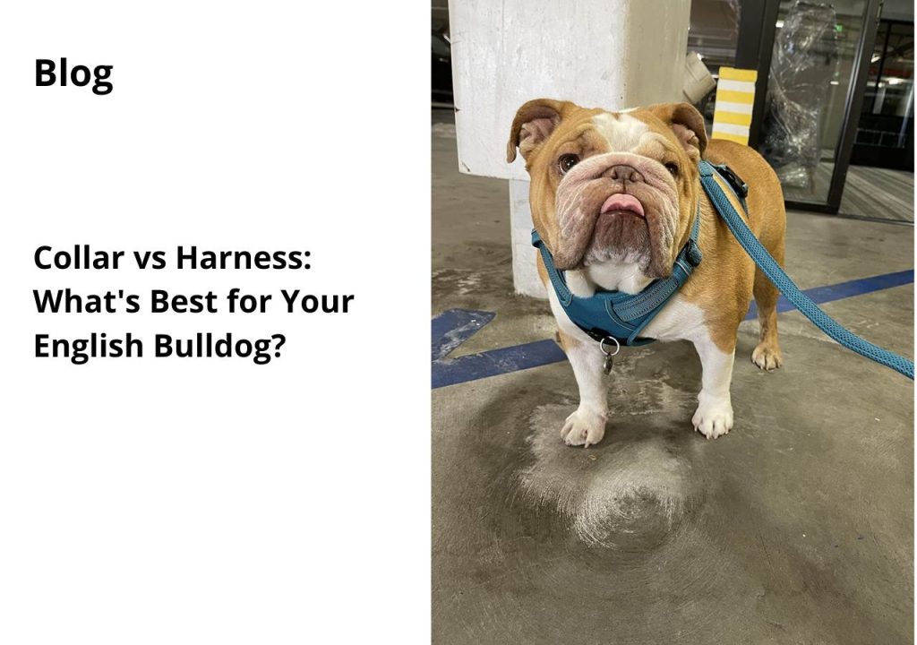 ask english bulldog collar vs harness whats best for your english bulldog