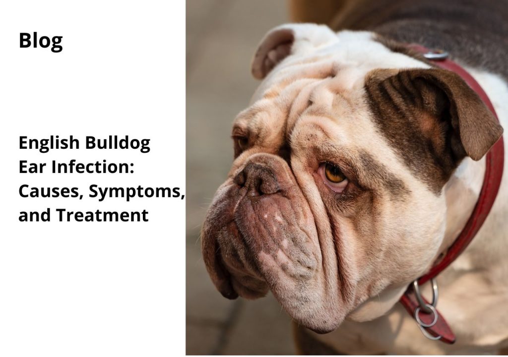 ask english bulldog ear infection causes symptoms and treatment