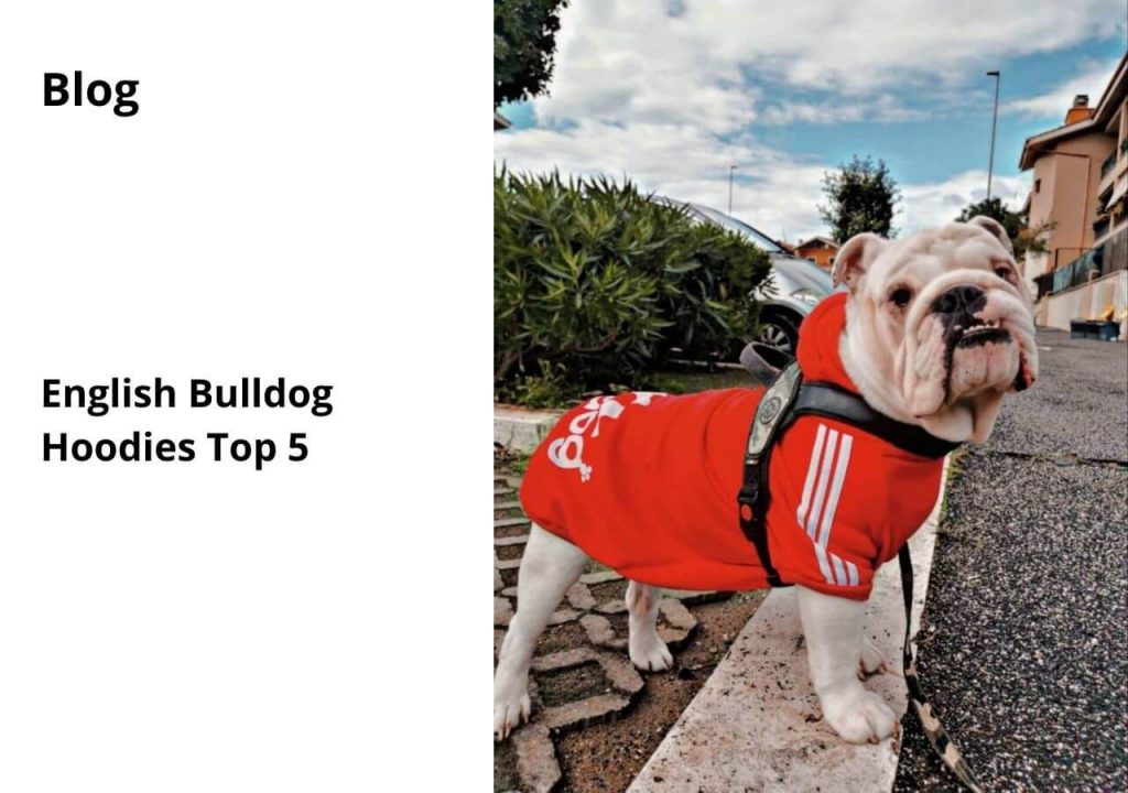 ask english bulldog english bulldog hoodies