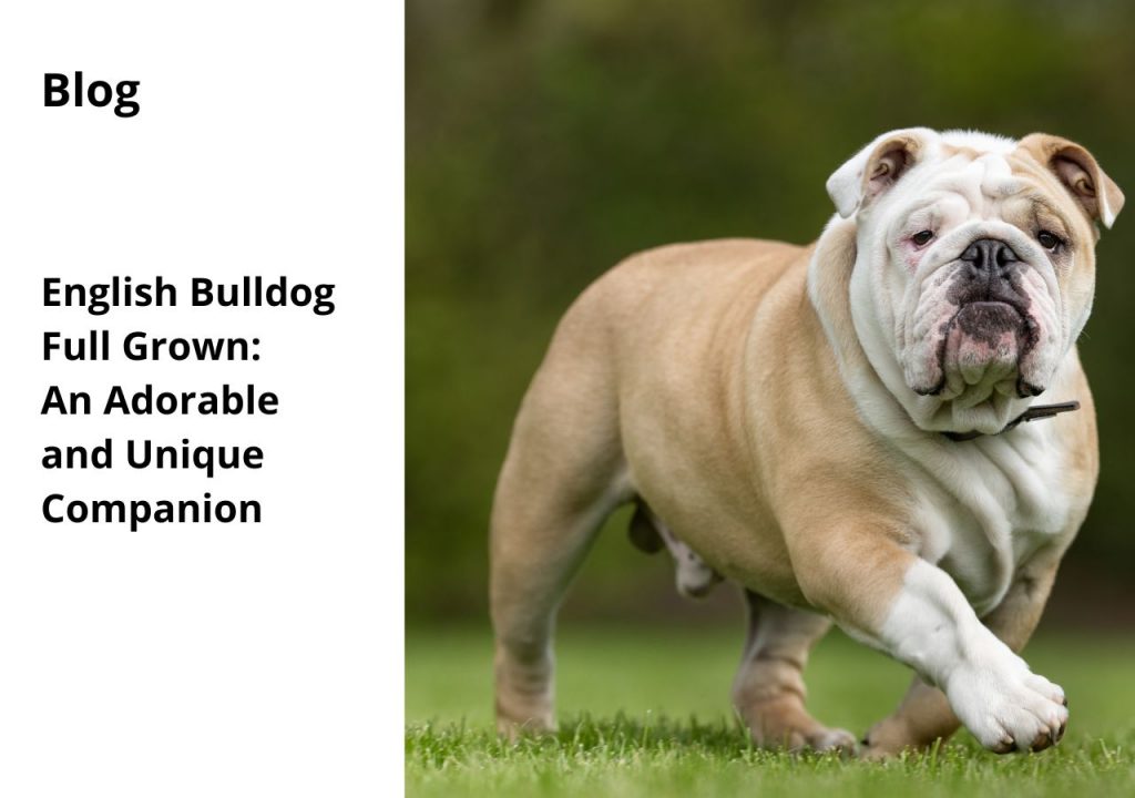 ask english bulldog full grown an adorable and unique companion