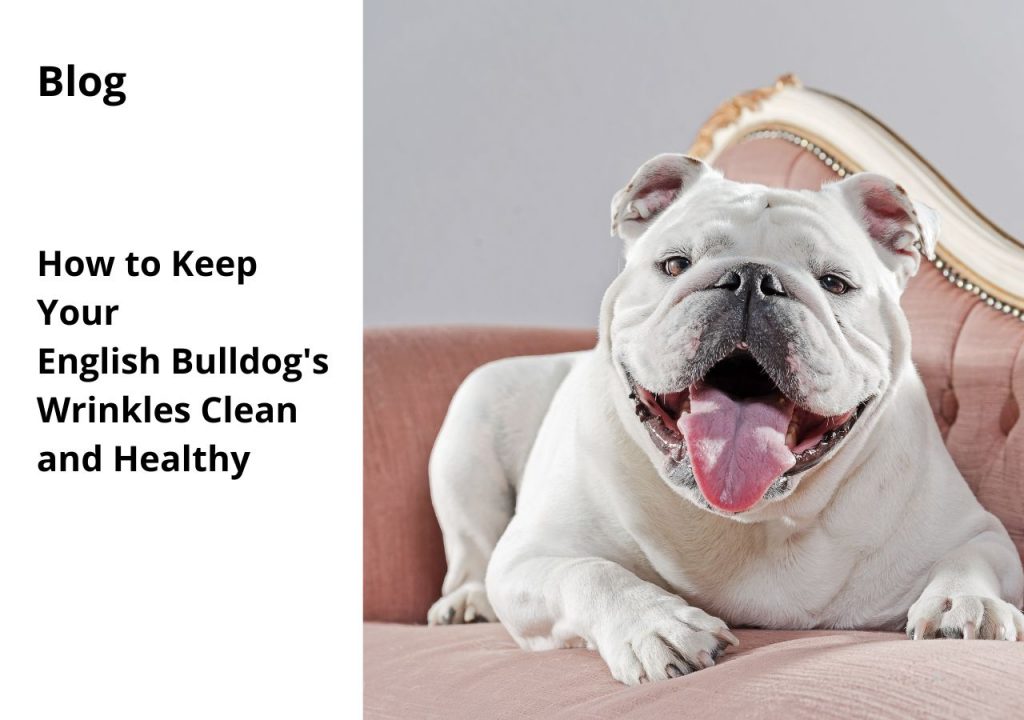 ask english bulldog how to keep your english bulldogs wrinkles clean and healthy