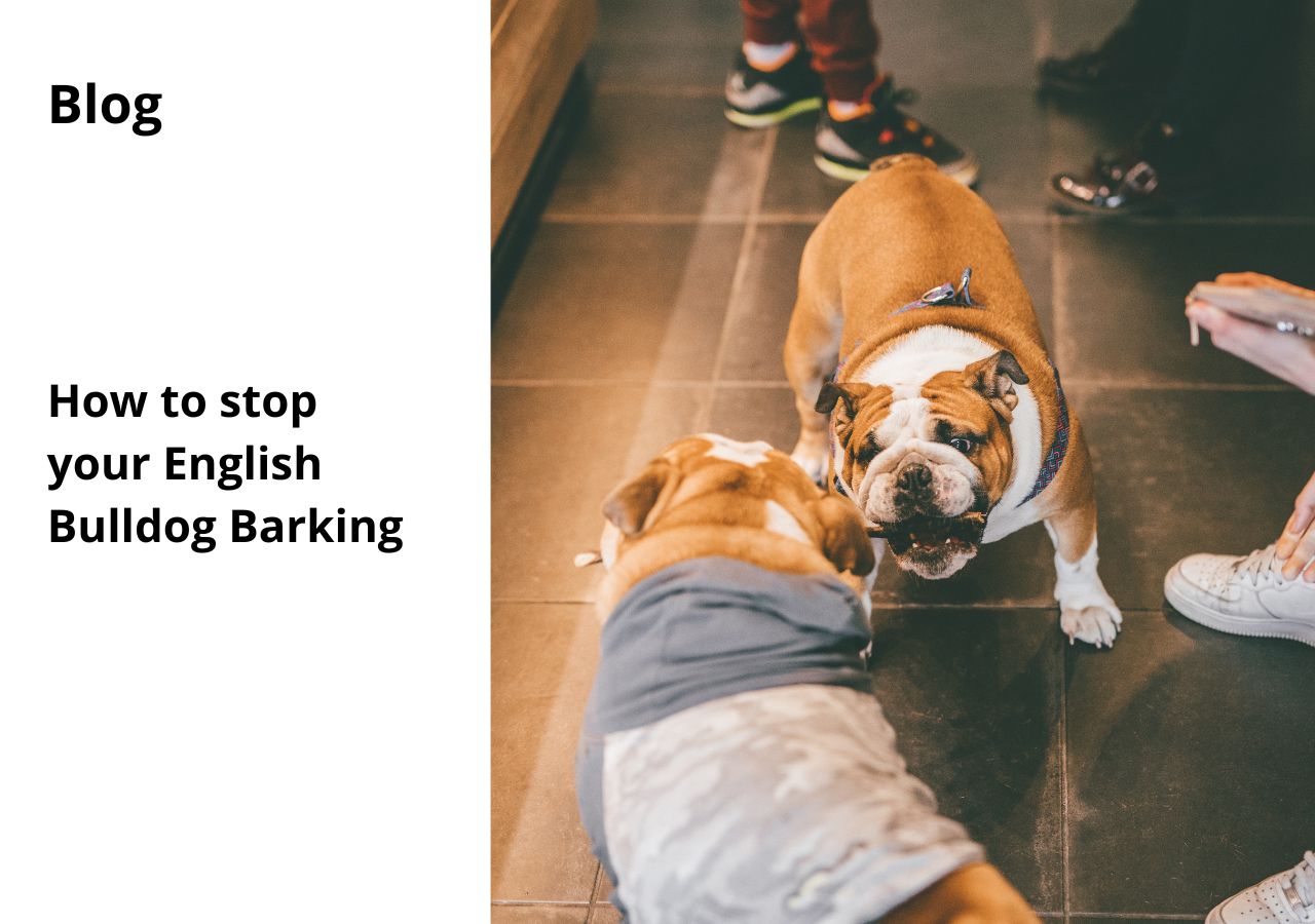 How to Stop English Bulldog Barking A StepbyStep Guide