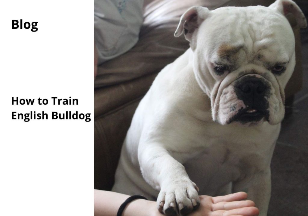 ask english bulldog how to train english bulldog
