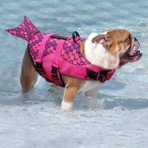 ask english bulldog life jackets top five list