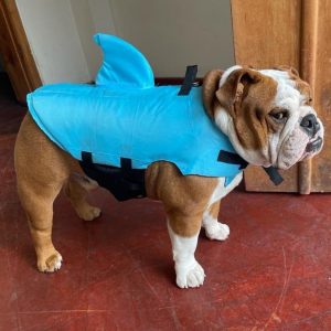 ask english bulldog life jackets top five list