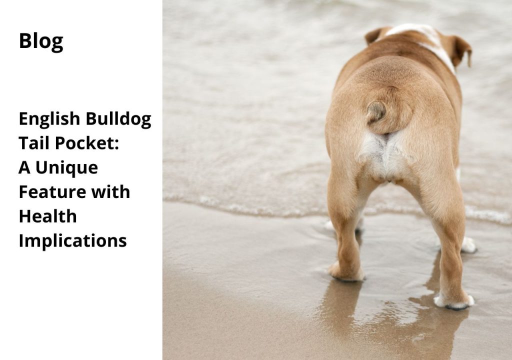 ask english bulldog tail pocket a unique feature with health implications