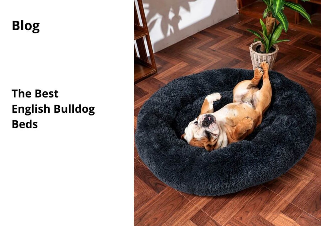 ask english bulldog the best english bulldogs bed