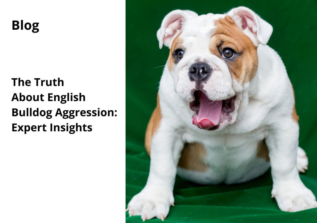 ask english bulldog the truth about english bulldog aggression insights