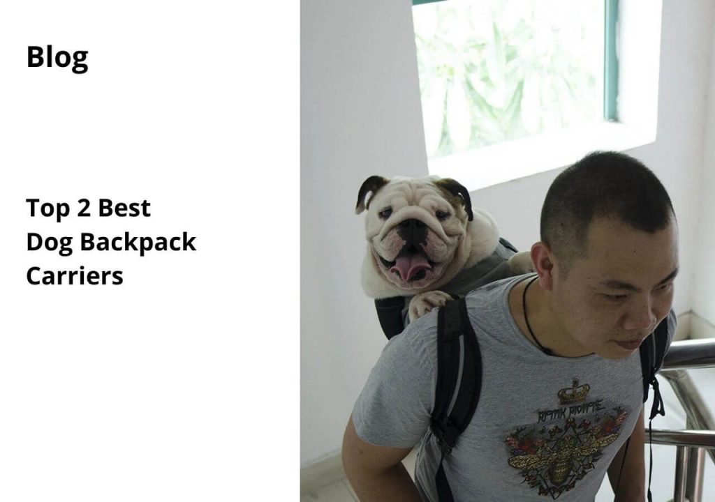 ask english bulldog top 2 backpack carriers