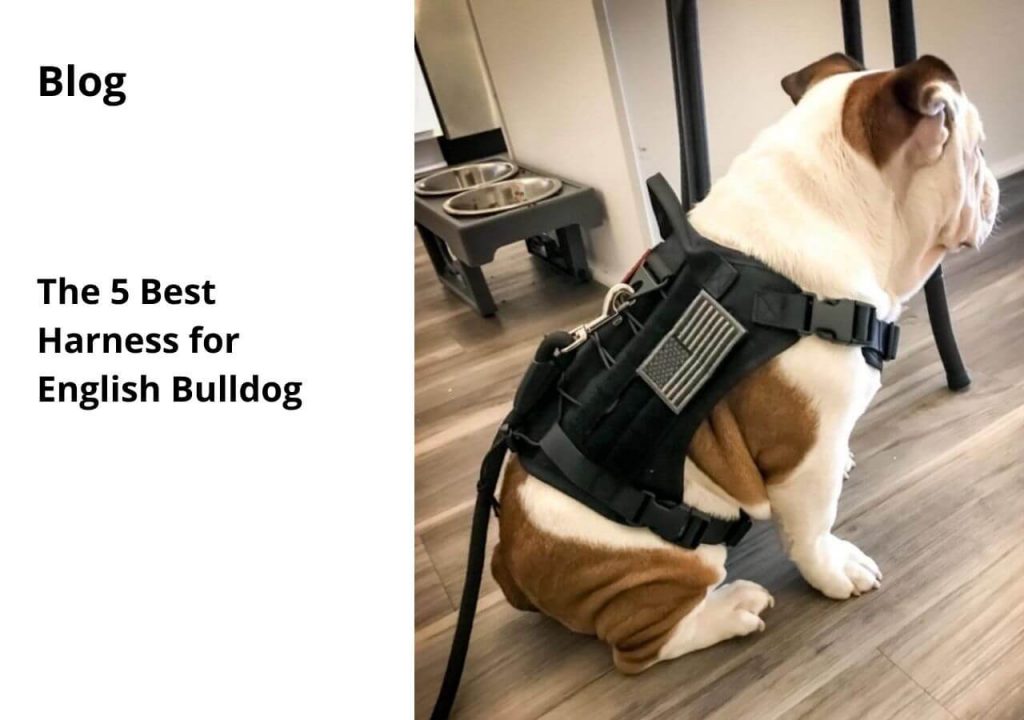 ask english bulldog top 5 best harness