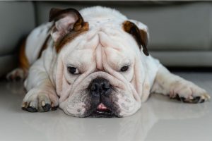 ask english bulldog why do english bulldogs sleep so much