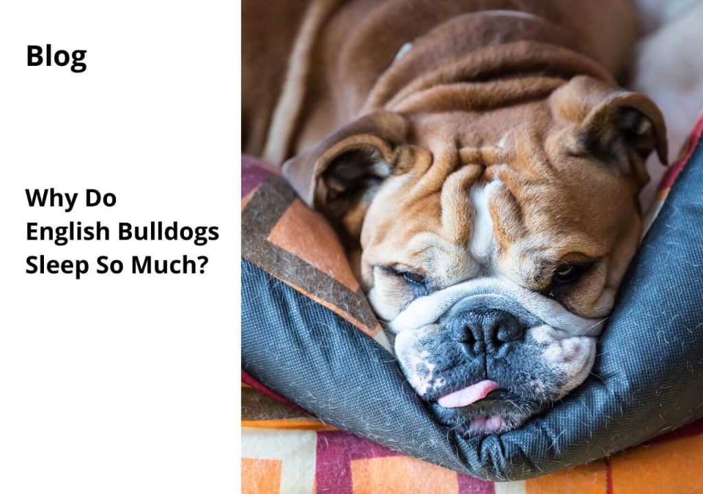 ask english bulldog why do english bulldogs sleep too much