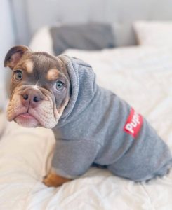english bulldog breed english bulldog hoodies top five