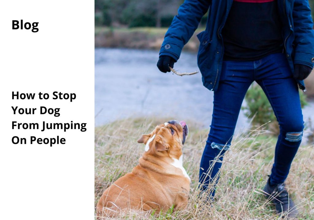 english bulldog shop how to stop your dog from jumping on people