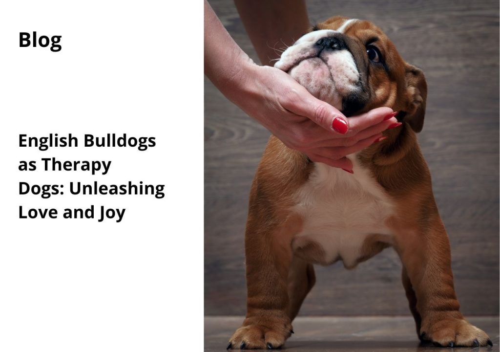english bulldogs as therapy dogs unleashing love and joy