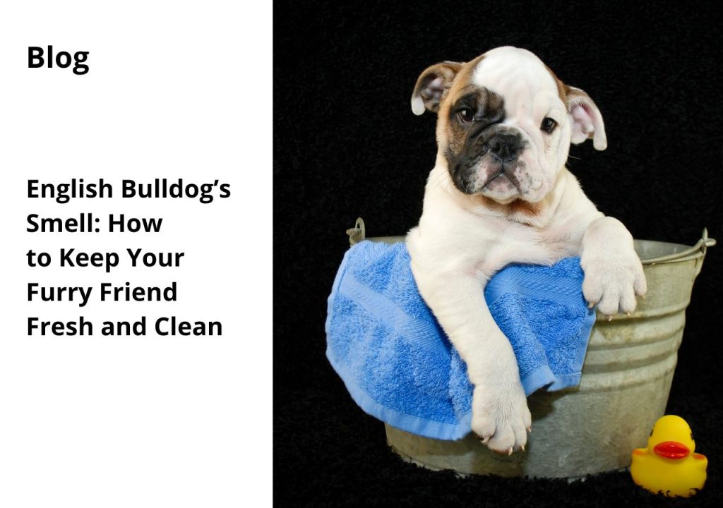english bulldogs smell how to keep your furry friend fresh and clean