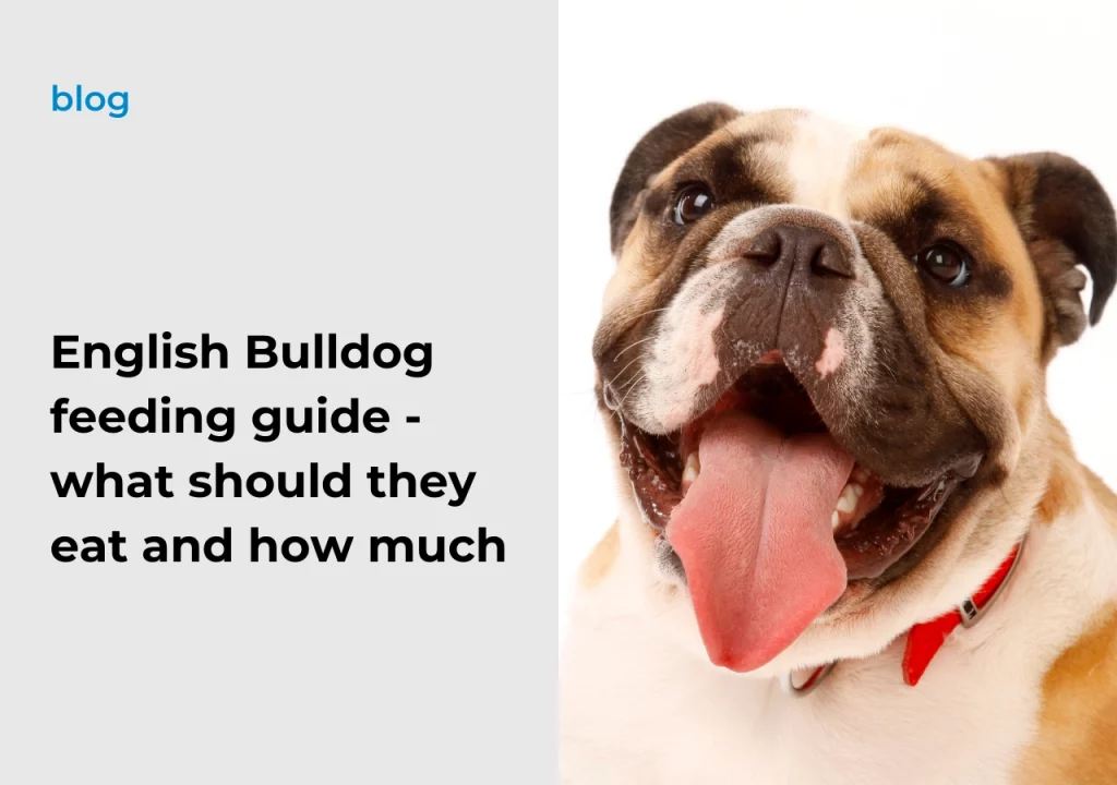 Ask English bulldog English Bulldog feeding guide - what should they eat and how much
