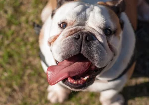 Ask English bulldog English Bulldog feeding guide - what should they eat and how much