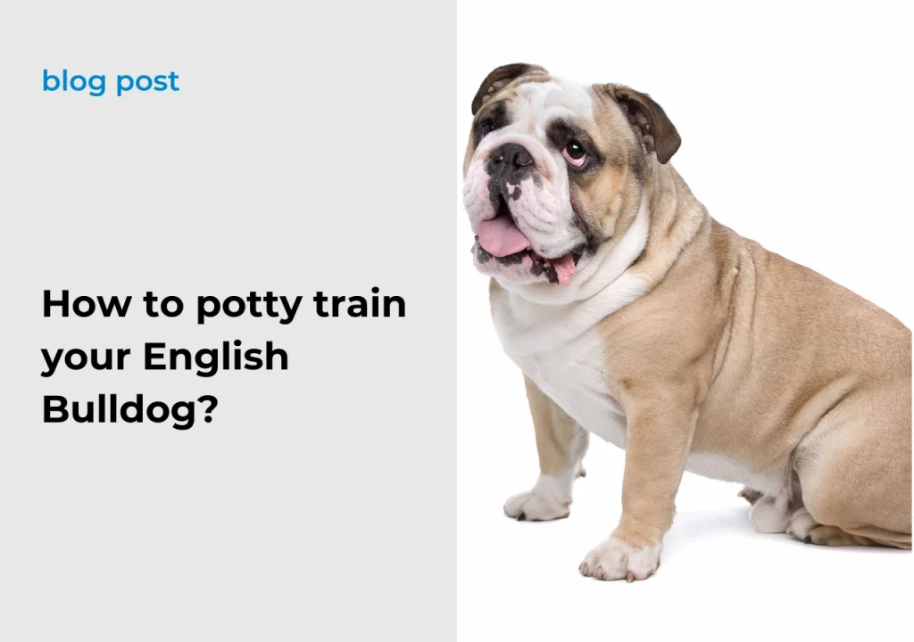 Ask English Bulldog How to potty train your English Bulldog?