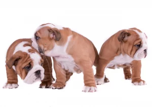 ask English bulldog Differences between Male and Female English Bulldogs