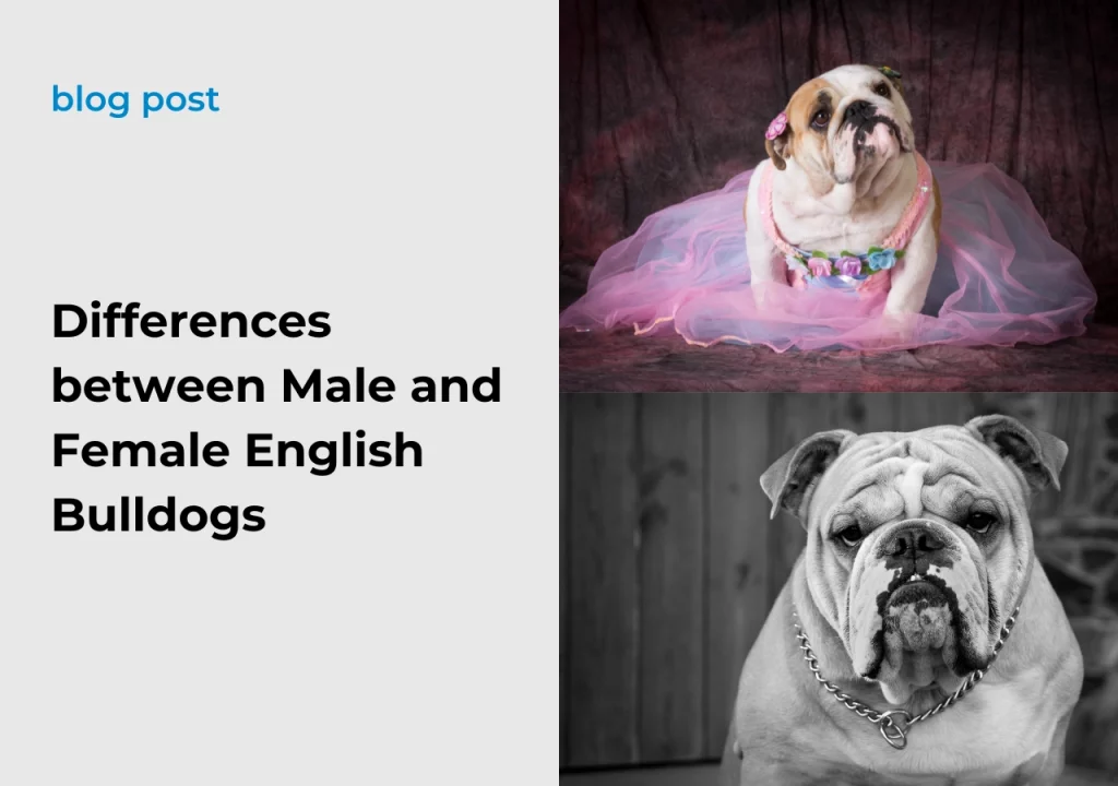 ask English bulldog Differences between Male and Female English Bulldogs