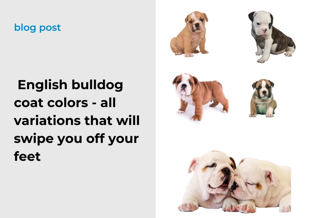 Ask English bulldog English bulldog coat color - all variations that will swipe you off your feet