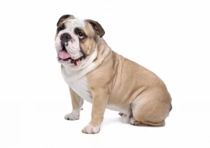Ask English bulldog English bulldog coat color - all variations that will swipe you off your feet