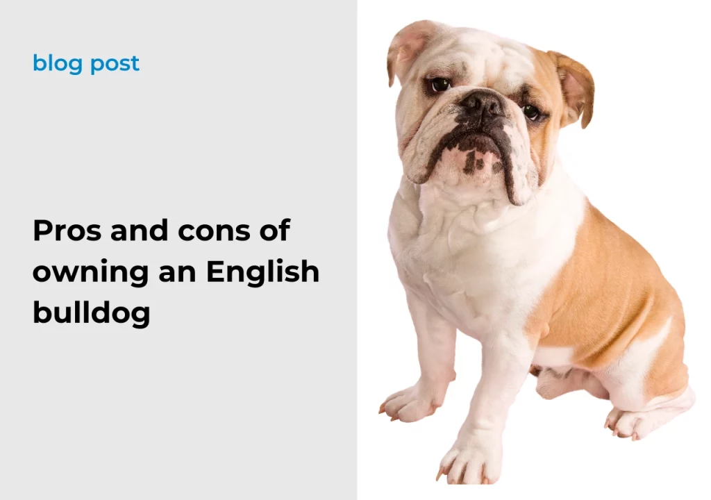 Ask English bulldog Pros and cons of owning an English bulldog