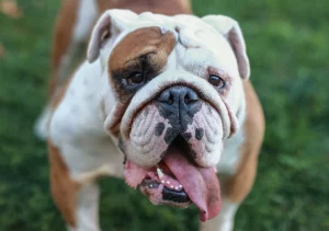 Ask English bulldog Pros and cons of owning an English bulldog