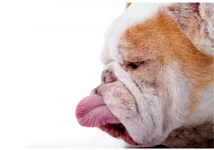 Ask English Bulldog Why do Bulldogs fart so much - reasons and solutions