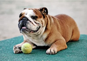 Ask English Bulldog Why do Bulldogs fart so much - reasons and solutions