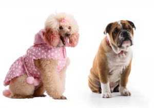 Ask English Bulldog Boodle - a mixed breed that you will love!