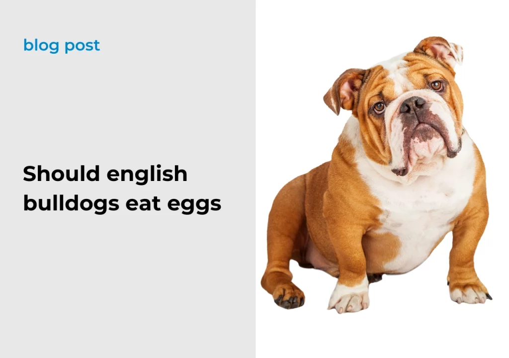 Ask Englsh bulldog Should english bulldogs eat eggs