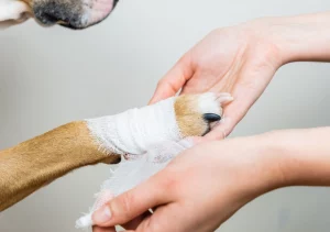 Ask English Bulldog English Bulldog Paw Problems and How to Treat Them