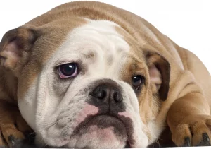 Ask English bulldog English bulldog tail amputation - what is it, and do they need it?