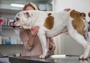 Ask English bulldog English bulldog tail amputation - what is it, and do they need it?